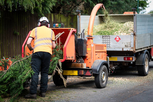 Large Tree Removal in Brightwood, VA